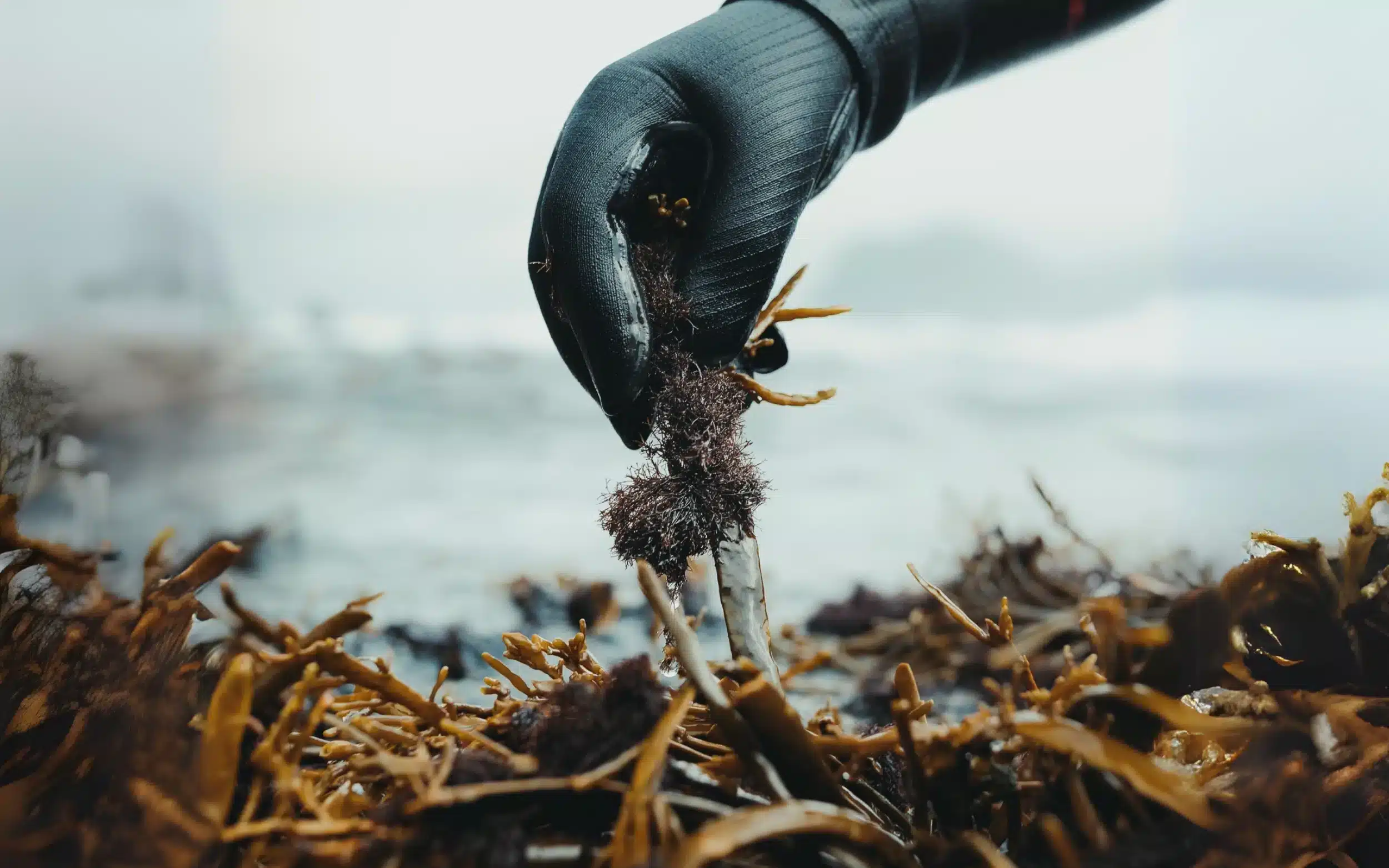 Pruunvetika korjamine